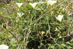 Convolvulus scammonia