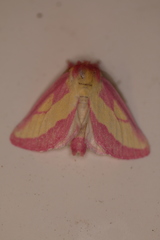 Hyparpax aurora