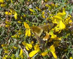 Hemaris tityus