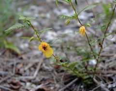 Chamaecrista deeringiana