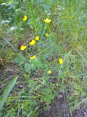Ranunculus auricomus