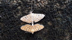 Notarcha tigrina