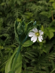 Cerastium davuricum