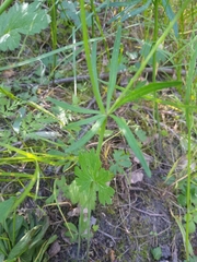 Ranunculus auricomus