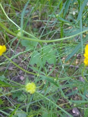Ranunculus auricomus