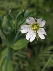 Cerastium davuricum