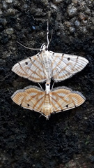 Notarcha tigrina