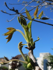 Juglans regia