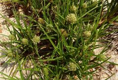 Cyperus pedunculatus
