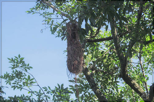 Solitary Cacique (Cacicus solitarius), photo 10
