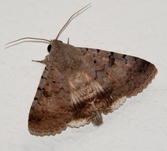 Pandesma