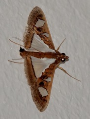 Glyphodes bivitralis