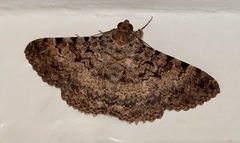Polydesma