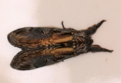 Notodonta scitipennis