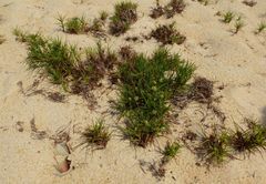 Cyperus pedunculatus