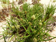 Cyperus pedunculatus