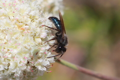 Andrena cerasifolii