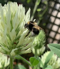 Bombus hortorum