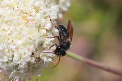 Andrena cerasifolii
