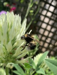 Bombus hortorum
