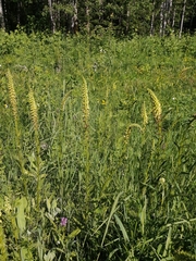 Pedicularis incarnata