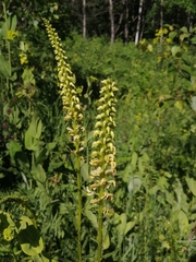 Pedicularis incarnata