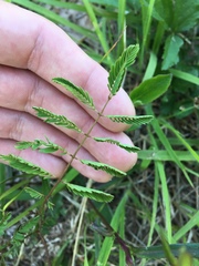 Mimosa microphylla