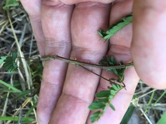 Mimosa microphylla
