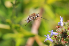 Heterostylum robustum