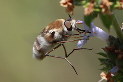 Heterostylum robustum