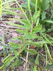 Mimosa microphylla