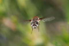 Heterostylum robustum