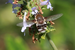 Heterostylum robustum