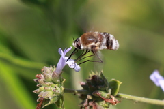 Heterostylum robustum