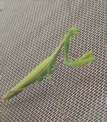 Mantis religiosa