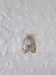 Coelostathma discopunctana