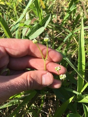 Valerianella radiata
