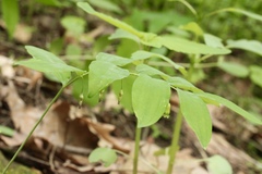 Polygonatum