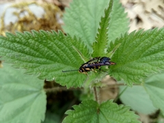 Synanthedon conopiformis