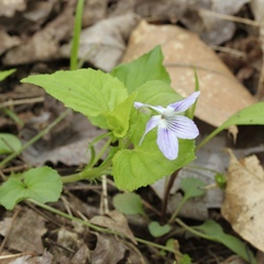 Viola rostrata