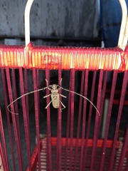 Susuacanga stigmatica