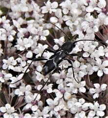 Chlorophorus sartor