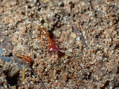 Dorylus helvolus