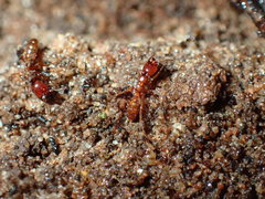 Dorylus helvolus
