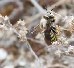 Paraanthidium