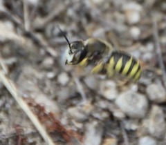 Paraanthidium