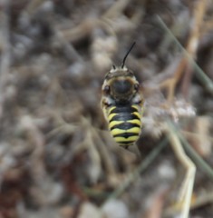 Paraanthidium