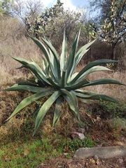 Agave salmiana
