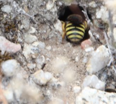 Paraanthidium