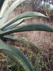 Agave salmiana
